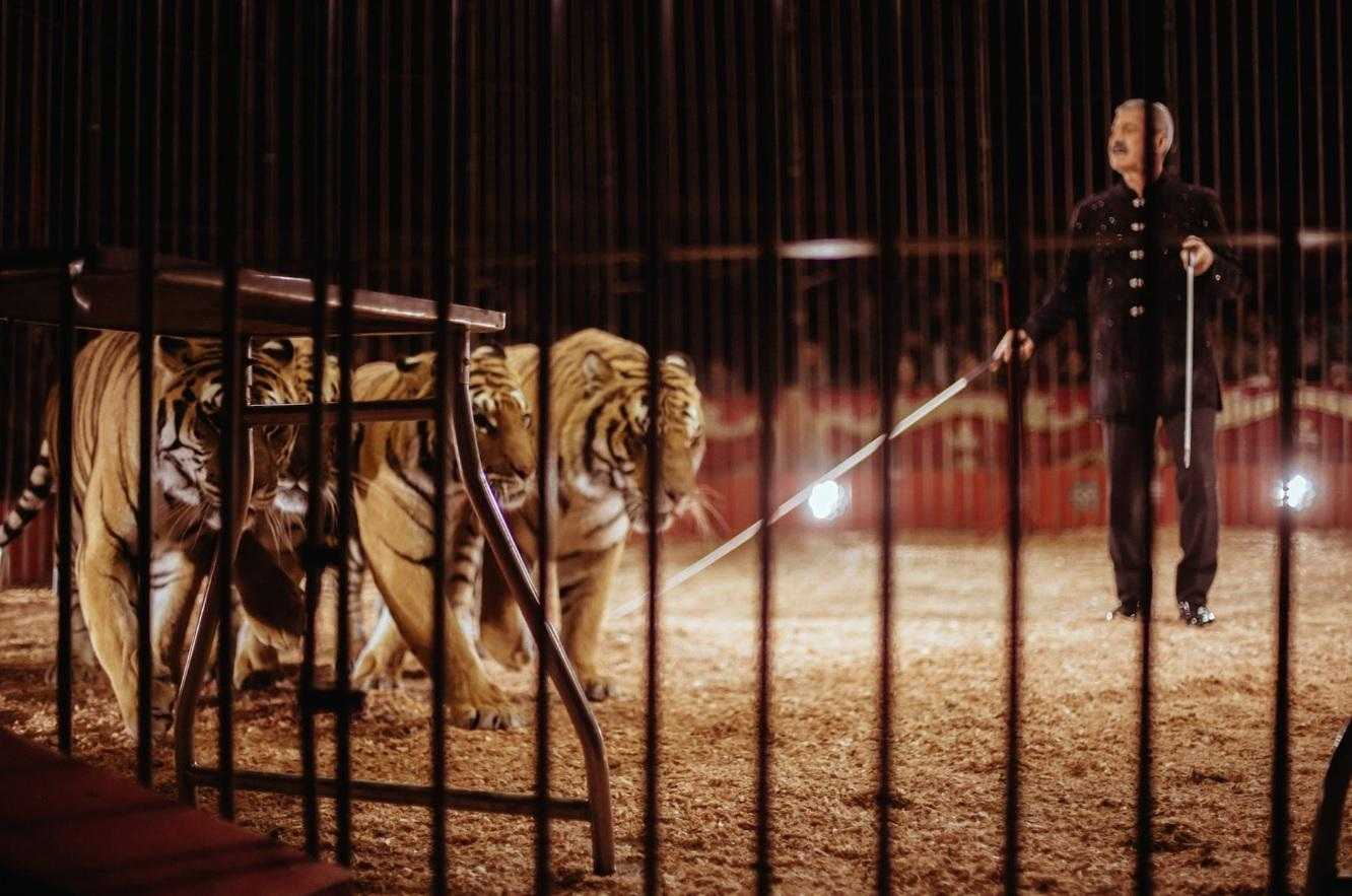 Domatore sbranato dalle tigri in un circo a Triggiano, indagini a