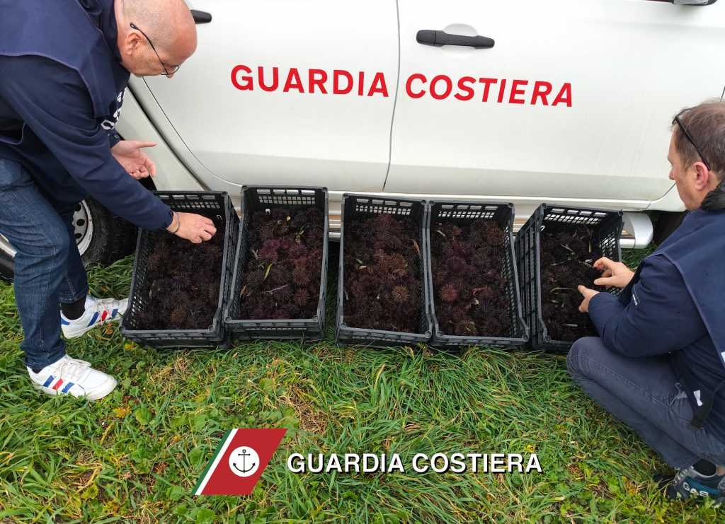 Sequestrati ricci di mare tra Torre Canne e Savelletri